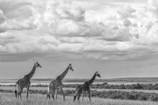 Photographie de 3 girafes dans la savane africaine.